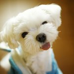 강아지 한마리와 고양이 세마리