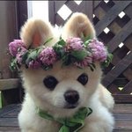 왕관이나 <b>화관</b> 쓴 예쁜동물들