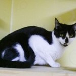 [고양이코코] 코코에게 따뜻한<b>손길</b>을 내밀어주세요.