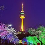 아직 벚꽃 구경 못 한 사람?