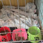 [뭉이사랑] [뭉이별이+달이] 저희집에 셋째냥이 왔어요!!