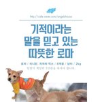 [유기견] [나주<b>천사</b>의집/믹스] 아직 기적을 믿고 바라고 있는 로마의...