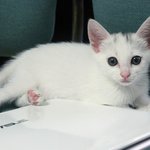 [고양이] 애교덩어리 뀨(발광)가 왔어요 :)