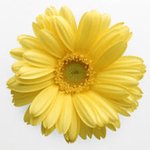 생명이 새롬이와 함께하는^^ 국제위러브유운동본부(iwf, 회장 장길자)의...