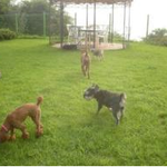 [바우바우] [바우바우]강아지 예절 가르치기 <b>no</b>.1