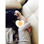 [내경험담] [사진추가]강아지 <b>세</b>마리와 17개월 아이