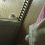 너무 이뿐 <b>포</b><b>메</b> 울애기 자랑좀~~^^