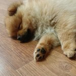 [댓글부탁] 5개월 <b>포메</b>가 엄청산만해요ㅜㅜ 도와주세요~