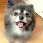 인천 서구 석남동 검정포메<b>혼종</b> 여아 실종 ㅠ_ㅠ