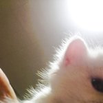 [EXO] <b>핸드폰</b>으로  우옆엑 보는데 우리집 고양이가