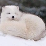 [콜로라도] 이런 흉폭한 <b>동물</b>같으니...