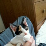 [고양이] 우리집 삼색냥이 <b>일상</b>!