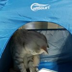 [고양이] 게임중독 <b>도로시</b>