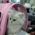 부르면 대답하고 쫒아오는~ <b>미묘</b>냥이 치리`