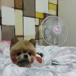 [교감] 처음올려봅니다 라떼<b>모카</b>둥이 ! ㅎ.ㅎ