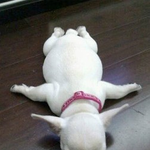 [바우바우] [바우바우]강아지 예절 가르치기 <b>no</b>.2