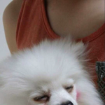 검은 눈물자국 귀여운 <b>포메</b> 망나니