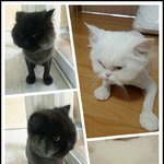 [<b>아리</b>부자] 임신은 경사인데 <b>아리</b>부자에겐 비극이 되었습니다.