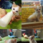 38마리 냥이들의 보금자리가 지켜질수있도록 도와주세요.