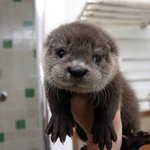 귀염둥이 <b>수달</b> :)