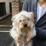 강아지주인찾아요!(평택.송탄)