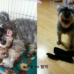 집에 낯선사람 오면 울집 강쥐가 넘 짖어요