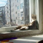 햇살 아래 <b>나른</b>한 동물들모음