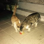 유기고양이 분양하려구요...