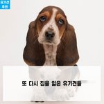 또 집을 잃은것 같아요..