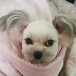 [재돌이] 수배자를 잡은 강아지 꿈이.