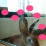 [토순<b>토실</b>] ○토끼나무○달나라토끼○~*토순*~