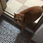 [고양이] <b>볼일</b>보는데 처다보는 냥이