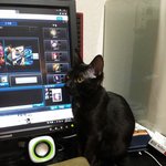 [고양이] 내 친구 꾀돌이를 소개합니닷. 1