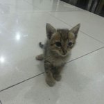 이 고양이 <b>품종</b> 좀 알려주세요 :)