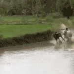 [콜로라도] 황희정승께서 현명하신 이유.<b>gif</b>