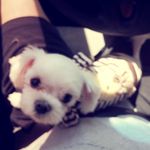 [강아지] 돌아온 쪼꼬 ~!! 더이상 혼자가 아니야~