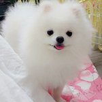 [교감] ( 2번째 이야기)뭉치 ~곰돌이 되다