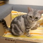 [고양이] <b>꼬물</b>이들이 눈떴어요~