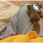 [하늘다람쥐] 노란 <b>맛밤</b>에 반한 하늘다람쥐와 그의 주인 이야기