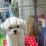 말티즈 <b>메리</b>를 소개합니다2