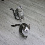 멍멍이같은 레이와 <b>백호</b>같은 아키 두번째!