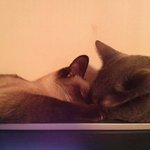[고양이] 쿠키&amp;샴프&amp;노튼