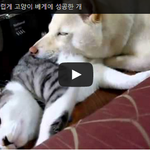 <b>고냥</b>이 베개개