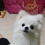 [강아지] 강아지 박하를 소개합니다