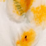 [방탈죄송] 안양 모 고급일식집 음식에서 <b>벌레들</b>이 나왔어요