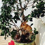 [토순<b>토실</b>] 나무사랑○○○꽃토끼○○○