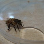 +동영상 추가)<b>꿀벌</b>을 도와줬어요~