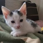 [뭉이사랑] [뭉이별이+달이] 달이와 함께하는 주말~