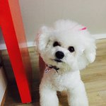 비숑프리제 꽃미남 <b>심바</b>에용