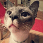 [헬로로키캣] 꽃미모 고양이 로키 인사드리고 싶어요~!